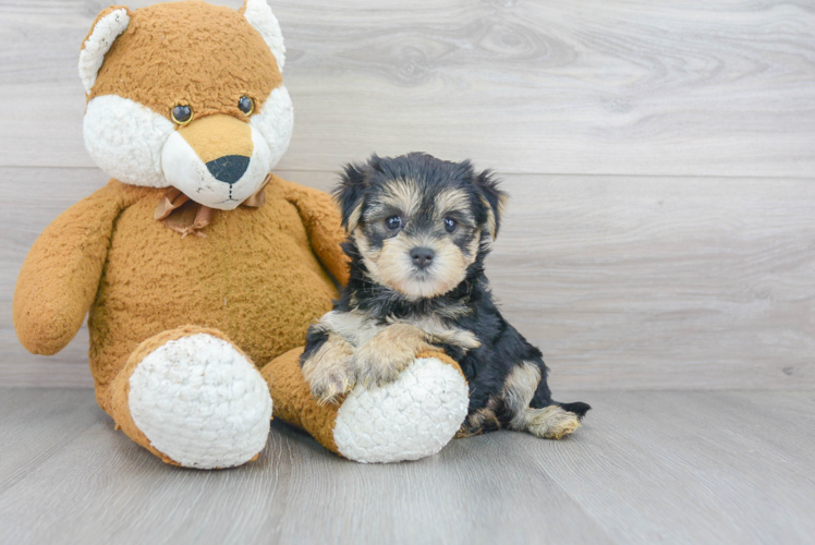 Cute Morkie Designer Pup