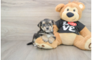 Energetic Yorktese Designer Puppy