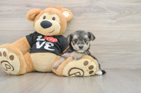 Morkie Puppy for Adoption