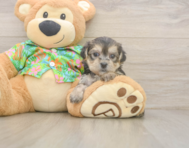 5 week old Morkie Puppy For Sale - Puppy Love PR