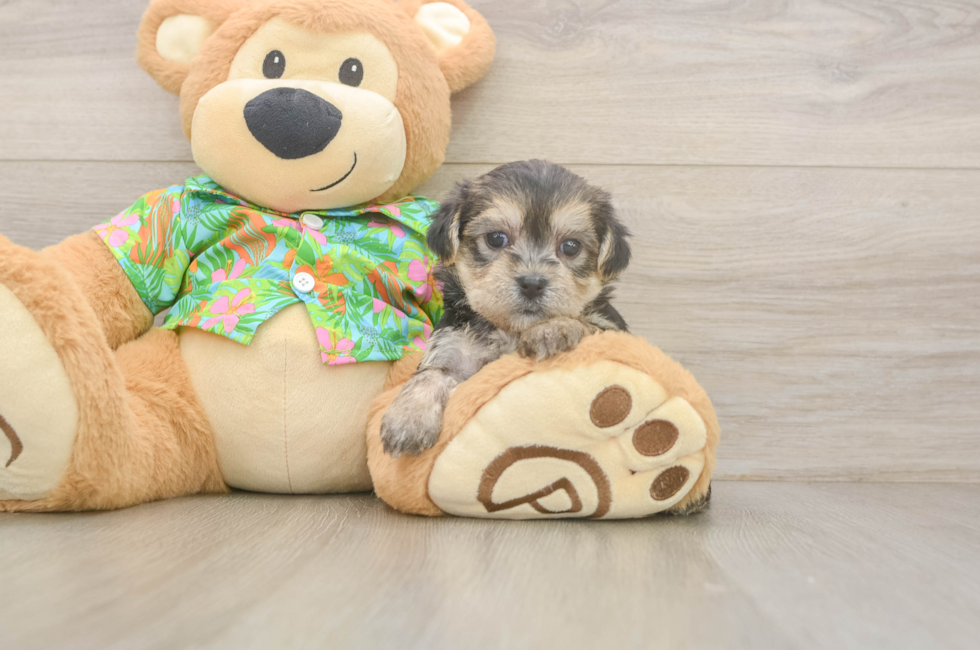 5 week old Morkie Puppy For Sale - Puppy Love PR