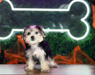 9 week old Morkie Puppy For Sale - Puppy Love PR