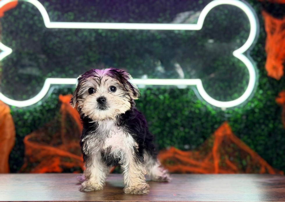 Meet Stevo - our Morkie Puppy Photo  1/4 - Puppy Love PR Cute Morkshire Terrier Designer Puppy