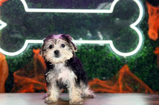 Cute Morkshire Terrier Designer Puppy