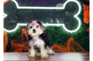 Meet Stevo - our Morkie Puppy Photo  1/4 - Puppy Love PR Cute Morkshire Terrier Designer Puppy