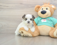 7 week old Morkie Puppy For Sale - Puppy Love PR