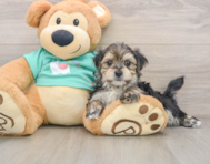 7 week old Morkie Puppy For Sale - Puppy Love PR