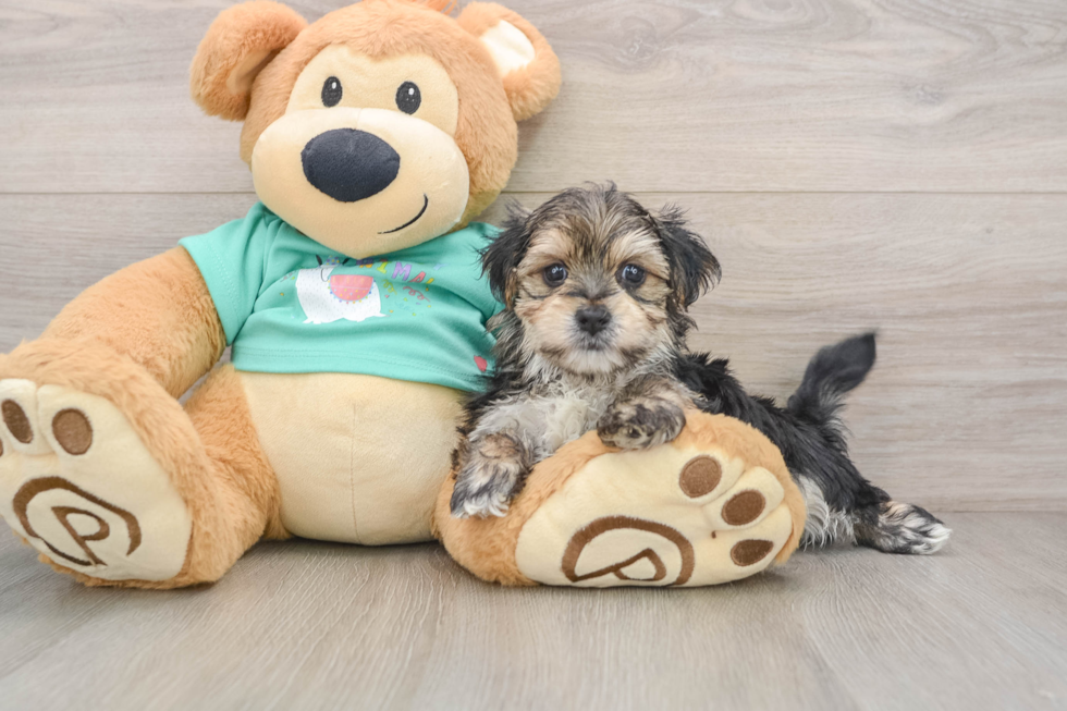 Morkie Puppy for Adoption