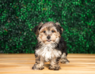 10 week old Morkie Puppy For Sale - Puppy Love PR