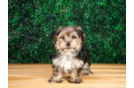 Cute Morkshire Terrier Designer Puppy