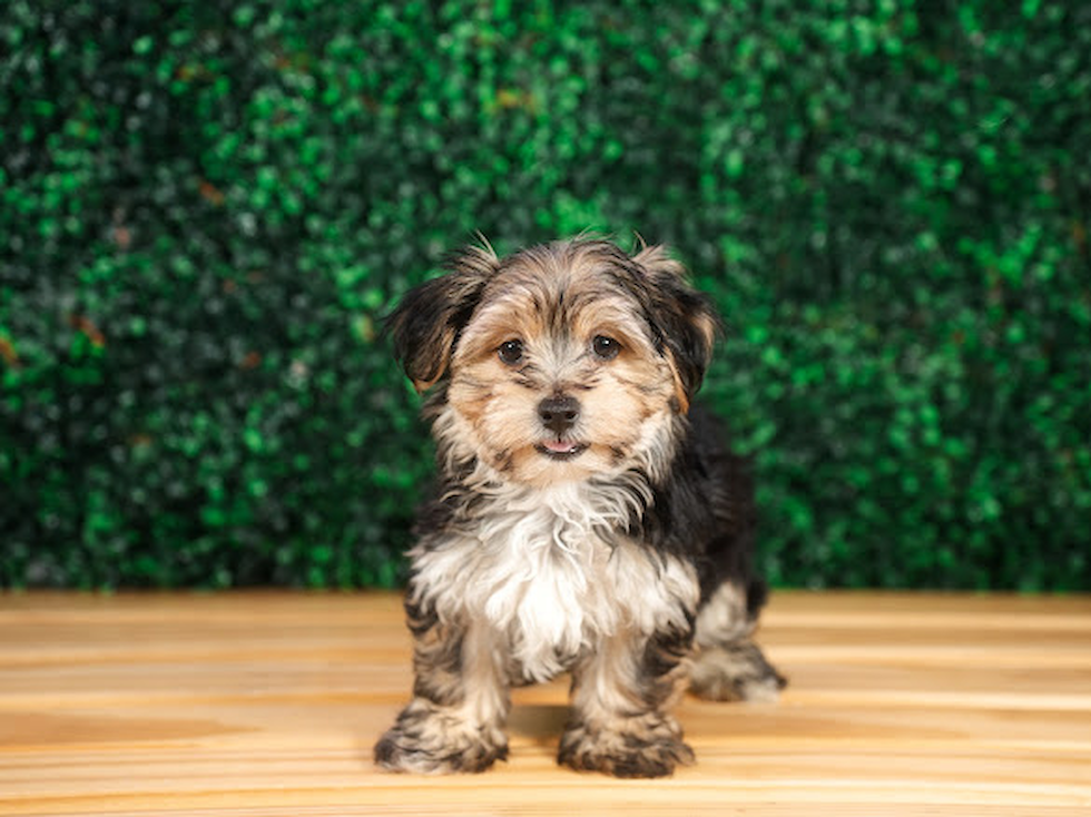 Cute Morkshire Terrier Designer Puppy