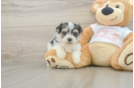 Morkie Pup Being Cute