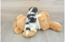 Morkie Pup Being Cute