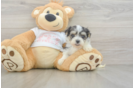 Morkie Puppy for Adoption
