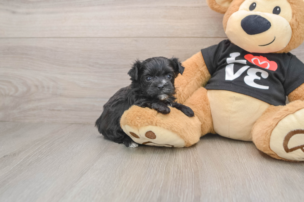 Smart Morkie Designer Pup