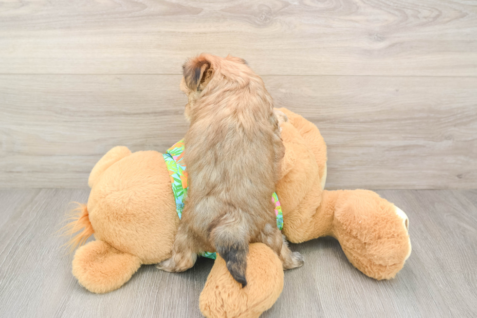 Morkie Puppy for Adoption