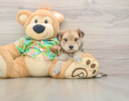 7 week old Morkie Puppy For Sale - Puppy Love PR