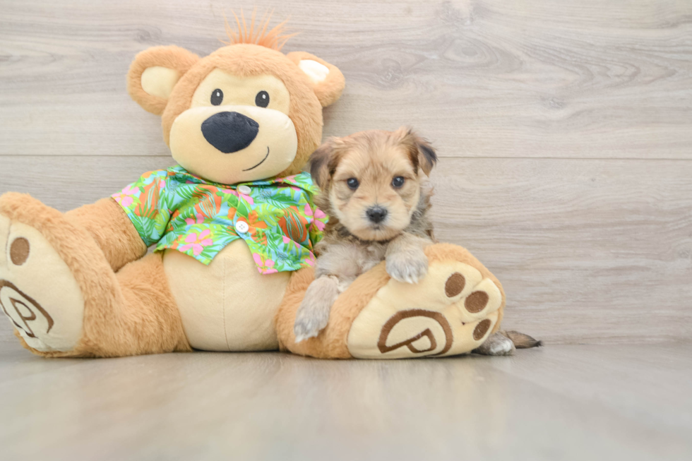 Morkie Puppy for Adoption