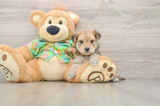 Morkie Puppy for Adoption