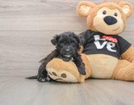 5 week old Morkie Puppy For Sale - Puppy Love PR