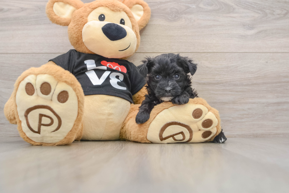 Funny Morkie Designer Pup