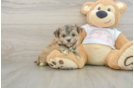 Petite Morkie Designer Pup
