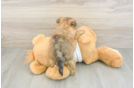 Energetic Malki Designer Puppy