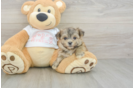 Morkie Puppy for Adoption