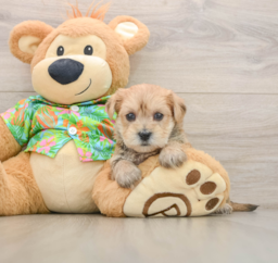 7 week old Morkie Puppy For Sale - Puppy Love PR