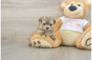 Fluffy Morkie Designer Pup