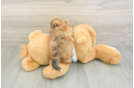 Best Morkie Baby