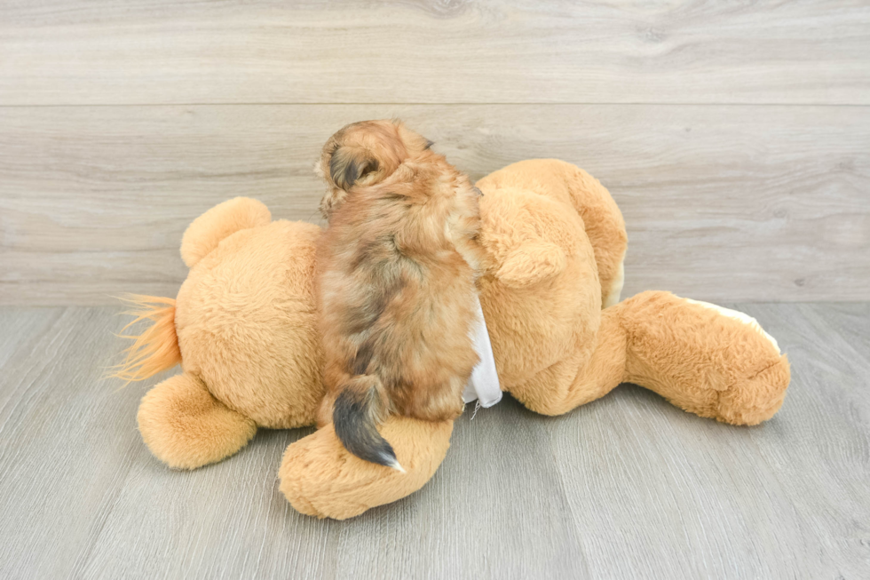 Best Morkie Baby