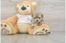 Happy Morkie Baby