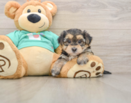 6 week old Morkie Puppy For Sale - Puppy Love PR