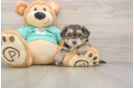 Funny Morkie Designer Pup