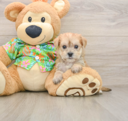 7 week old Morkie Puppy For Sale - Puppy Love PR