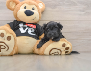 5 week old Morkie Puppy For Sale - Puppy Love PR