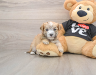 5 week old Morkie Puppy For Sale - Puppy Love PR