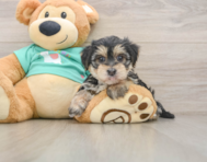 6 week old Morkie Puppy For Sale - Puppy Love PR