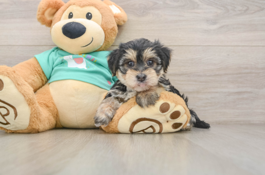 Friendly Morkie Baby