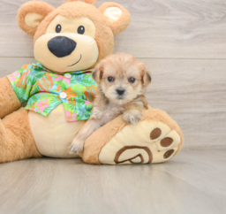 7 week old Morkie Puppy For Sale - Puppy Love PR