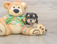 8 week old Morkie Puppy For Sale - Puppy Love PR