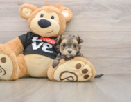 5 week old Morkie Puppy For Sale - Puppy Love PR