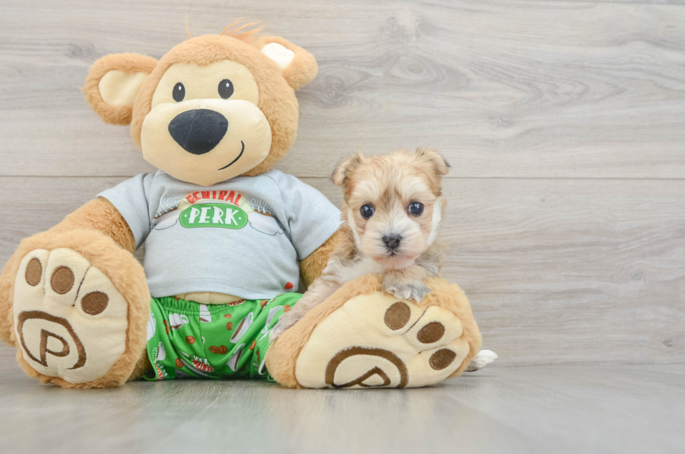 5 week old Morkie Puppy For Sale - Puppy Love PR