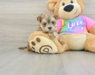 5 week old Morkie Puppy For Sale - Puppy Love PR