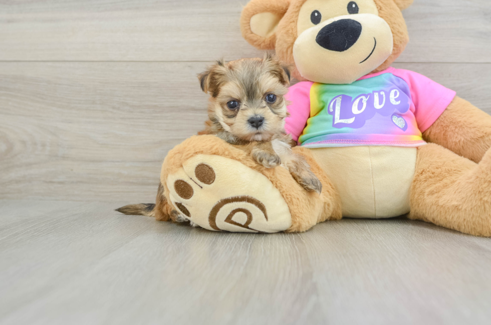 5 week old Morkie Puppy For Sale - Puppy Love PR