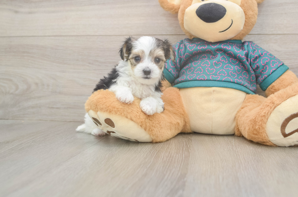 5 week old Morkie Puppy For Sale - Puppy Love PR