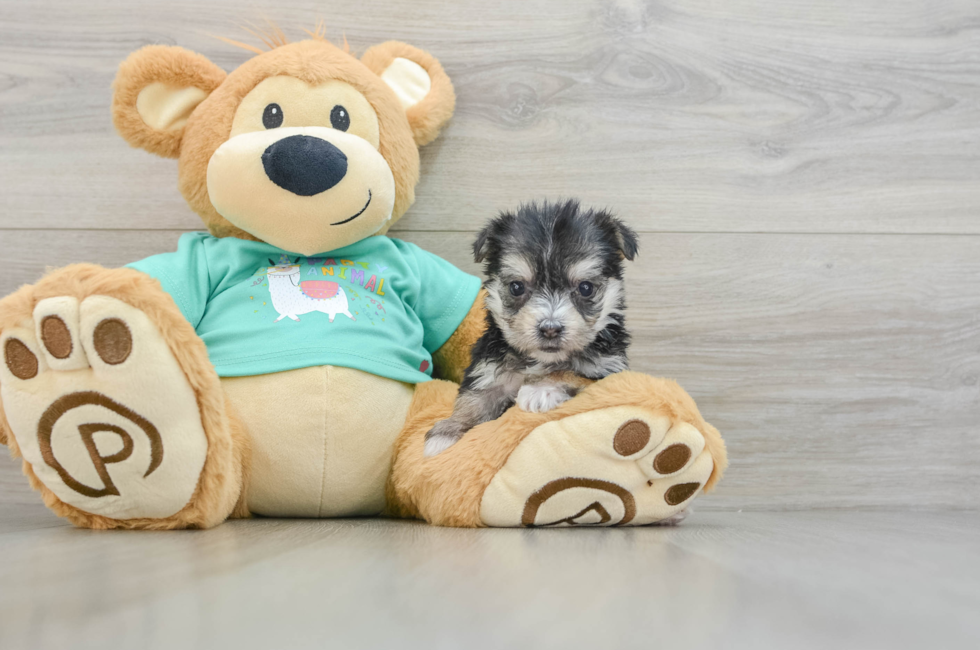 9 week old Morkie Puppy For Sale - Puppy Love PR