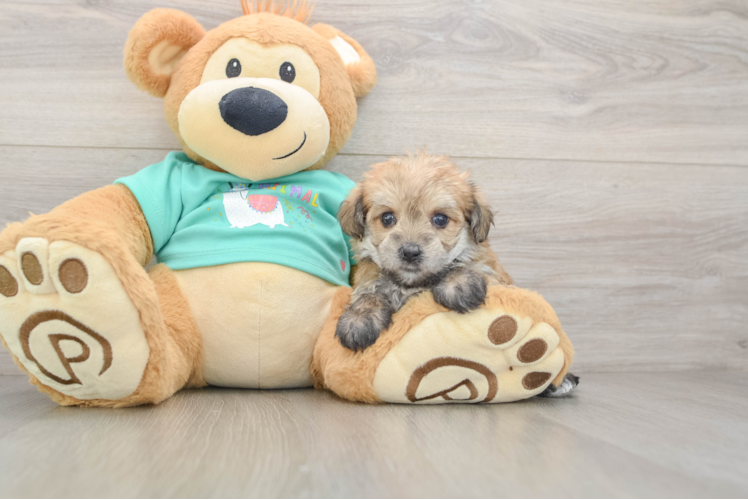 Morkie Pup Being Cute