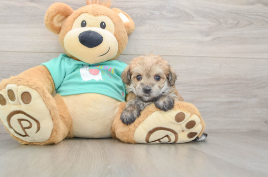 Morkie Pup Being Cute